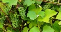 Държавата помага на лозари и винопроизводители