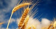 Кюстендил: 257 кг/дка среден добив пшеница 
