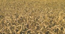 Добрич: Започна сеитбата на пшеница