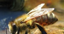 Плевен:Пчеларско изложение
