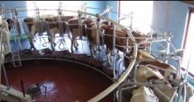 Сливен: Национално изложение по животновъдство