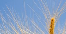 Добрич: Реколтата от царевица прибрана