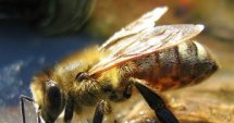   758 договора за пчелари 