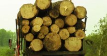 В Ихтиман пада цената на дърва за огрев