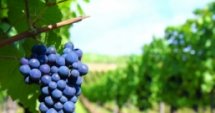 Хасково - качествено грозде и високи добиви