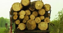 65% одобряват промени в Закона за дърводобива 
