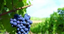 Пазарджик: Слаба реколта от грозде 