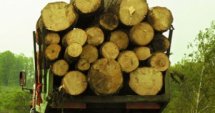 Безизходица в  бизнеса с  дървесина  