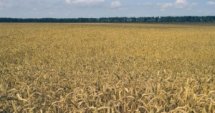 Варна: 39 млн. лв. дължат търговци на зърно