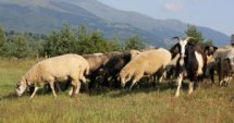 €7500 de minimis за овце и кози майки 
