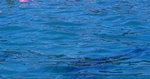 Агенциите по Рибарство с общи планове за Черно море