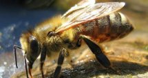 Прием на заявления по пчеларска програма