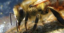 Заявки за плащане по пчеларската програма
