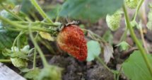 Еко ягоди в Берковица