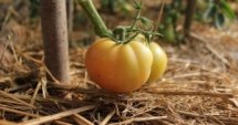 Базар за биопродукти в София