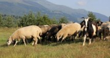 Влахи- овце и мляко от древността