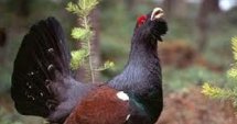 Ловът на глухари в разгара си
