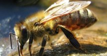 Нов прием за пчелари-проверители