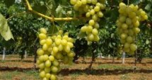 Каква ще е реколтата от вино  2012?