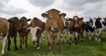 Паралелка по говедовъдство за първи път в България 
