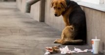 Приют за бездомни кучета в Силистра 
