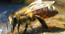 Прием по новата пчеларска програма от 8 януари 
