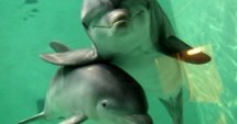 МОСВ спря поръчката за броене на делфини