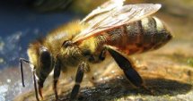 БГ евродепутат в защита на пчеларите