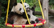 Виена - пандата Фу Бао става на една годинка