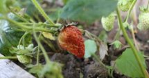 Испания търси 155 берачи на ягоди